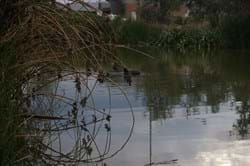 wetland landscapes